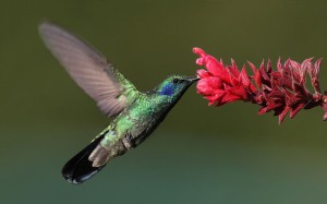 Google's Latest Search Overhaul: Hummingbird